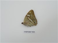 藏品(蛺蝶科(1))的圖片